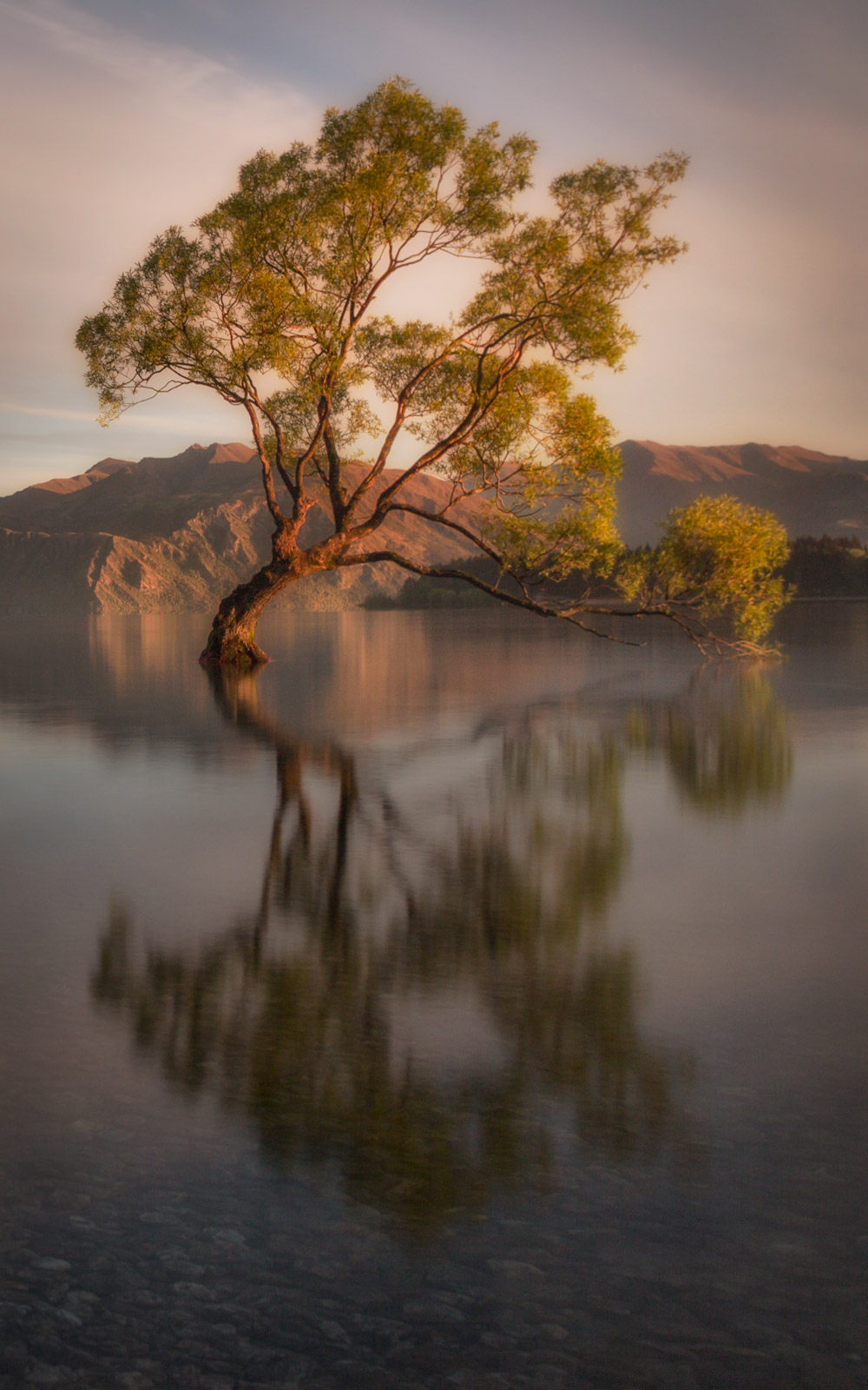 That Wanaka tree, has grown up all alone in Lake Wanaka, New Zealand.