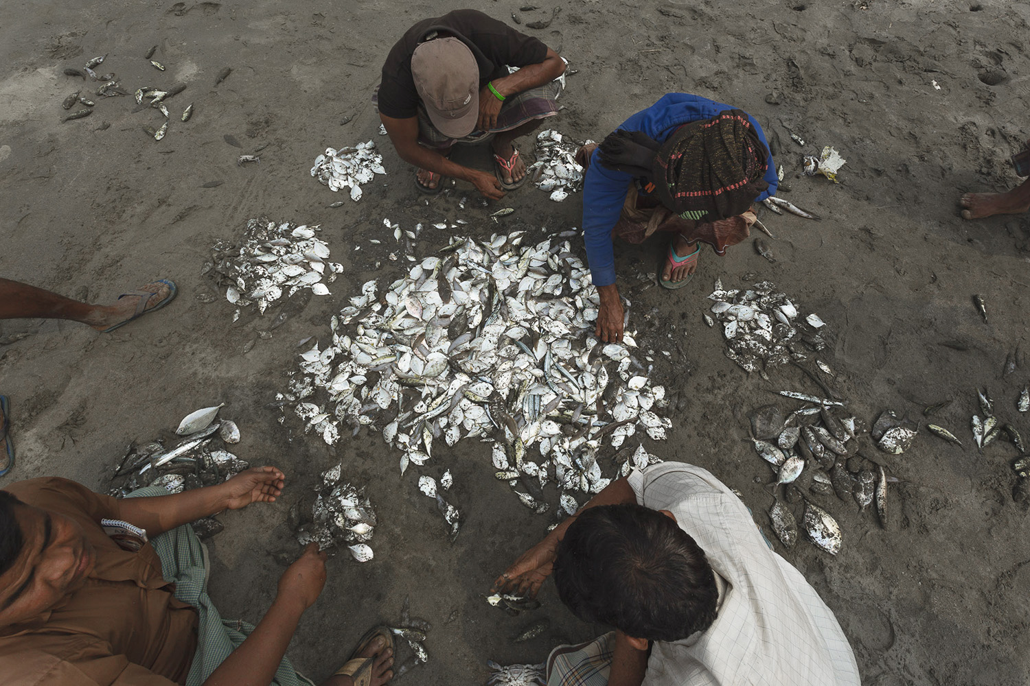 Sorting out the caught fish at Bay of Bengal Cox’s Bazar Bangladesh fish