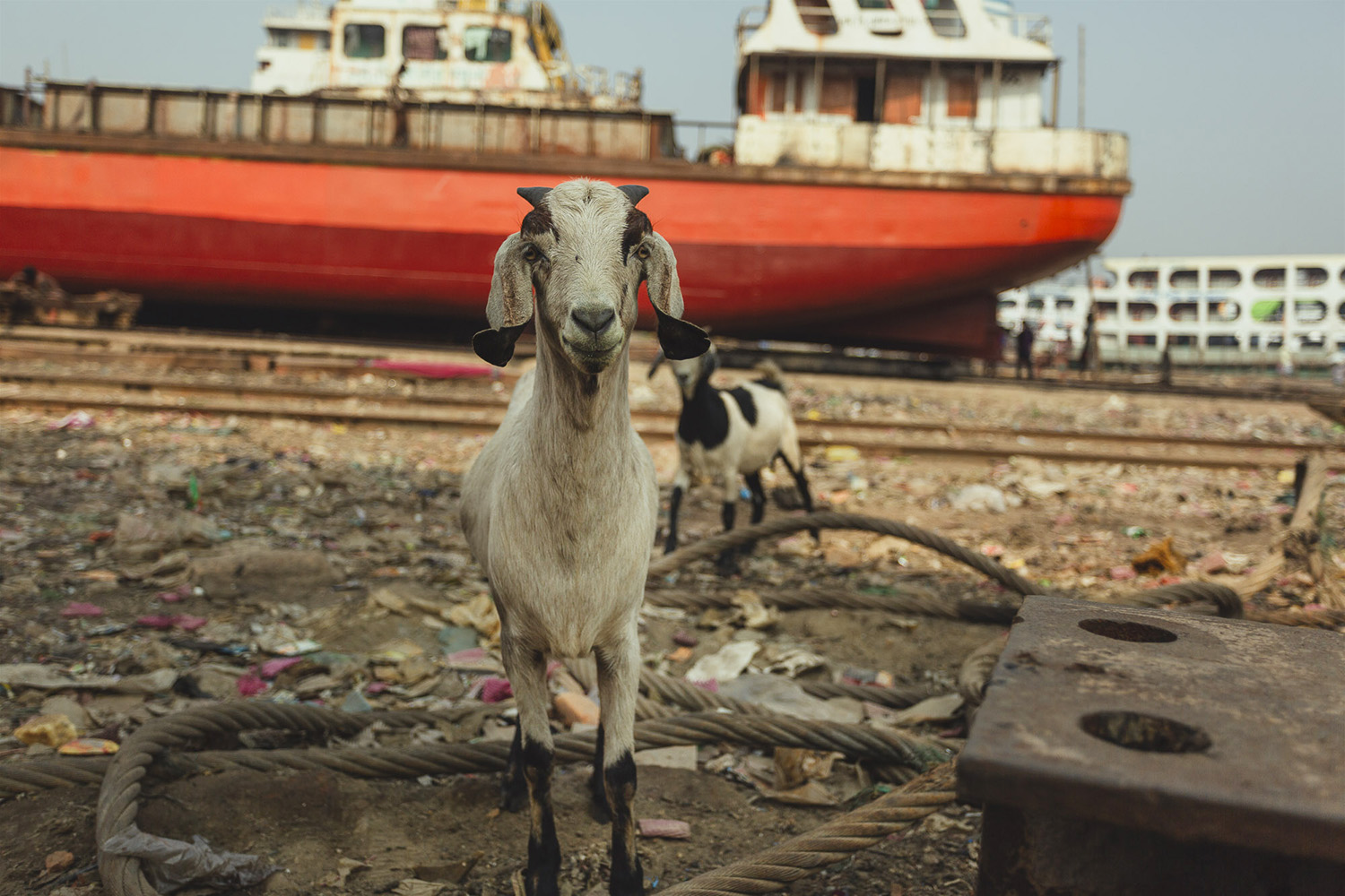 Goats on site at Dhaka, Bangladesh Shipyard for milk supply.