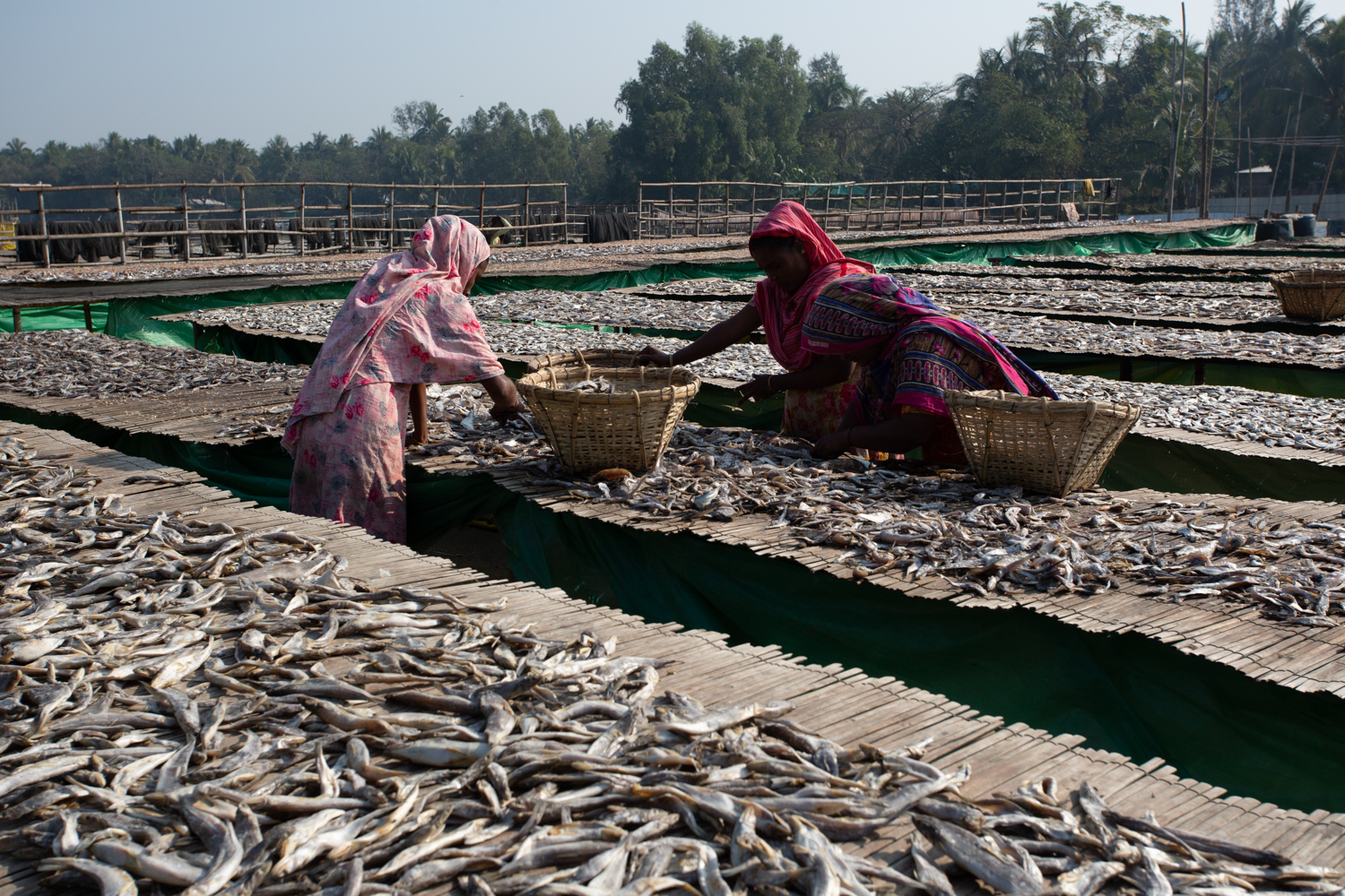 Women working together to collect and sort fish from racks at Dhaka - Bangladesh Dried Fish Village.