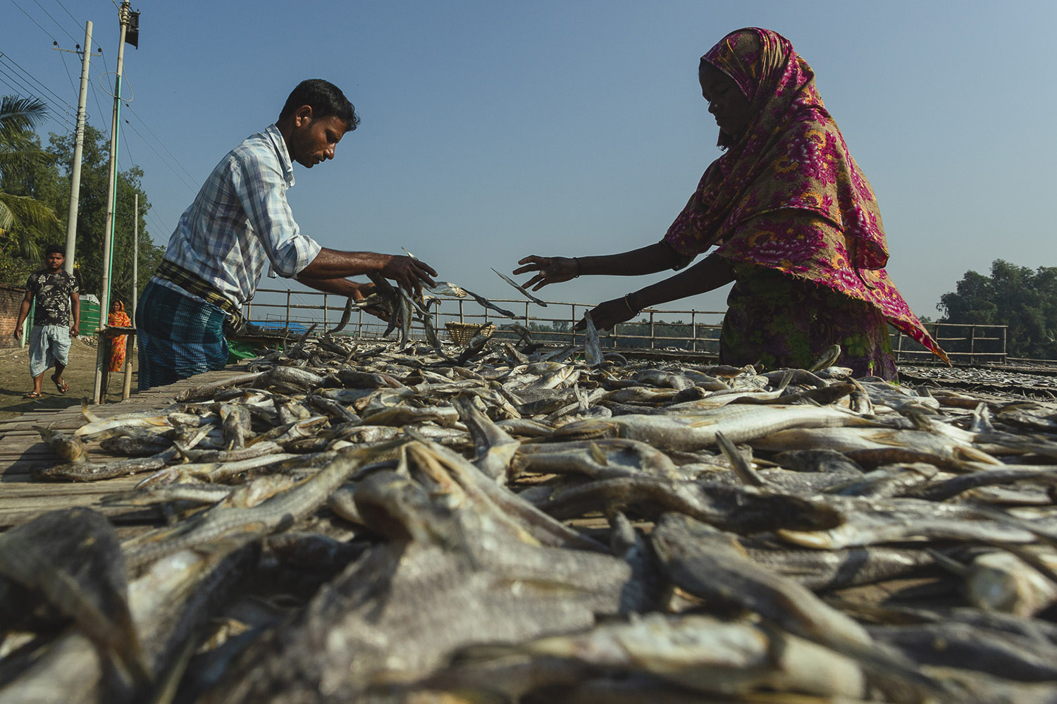 Workers tossing fish on racks at Dhaka - Bangladesh Dried Fish Village.