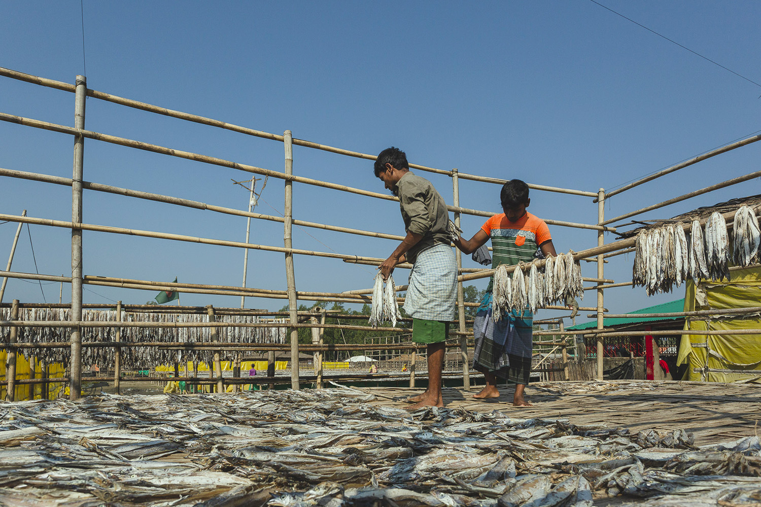 Workers hanging fish on wooden rods at Dhaka - Bangladesh Dried Fish Village.