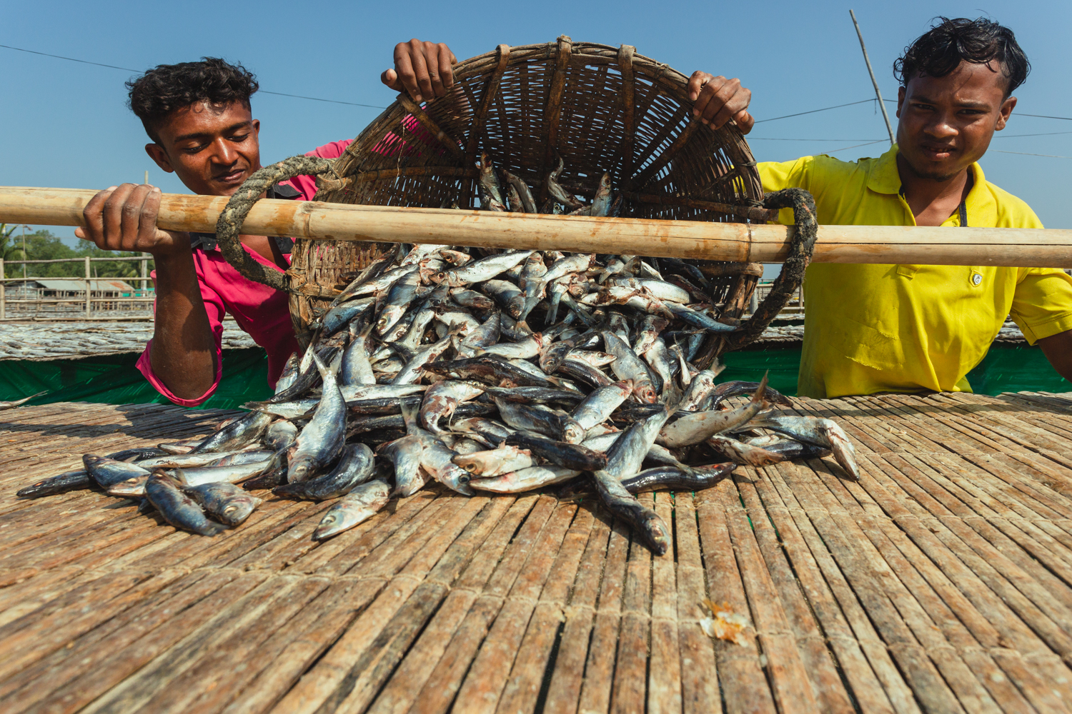 Pouring fresh fish onto drying slabs at Dhaka - Bangladesh Dried Fish Village.