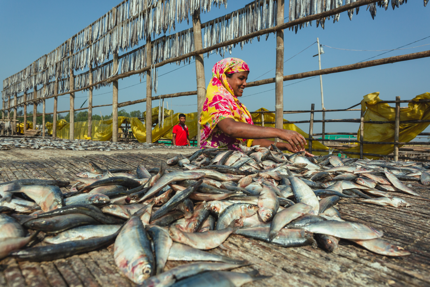 Woman sorting and gathering fish at Dhaka - Bangladesh Dried Fish Village.
