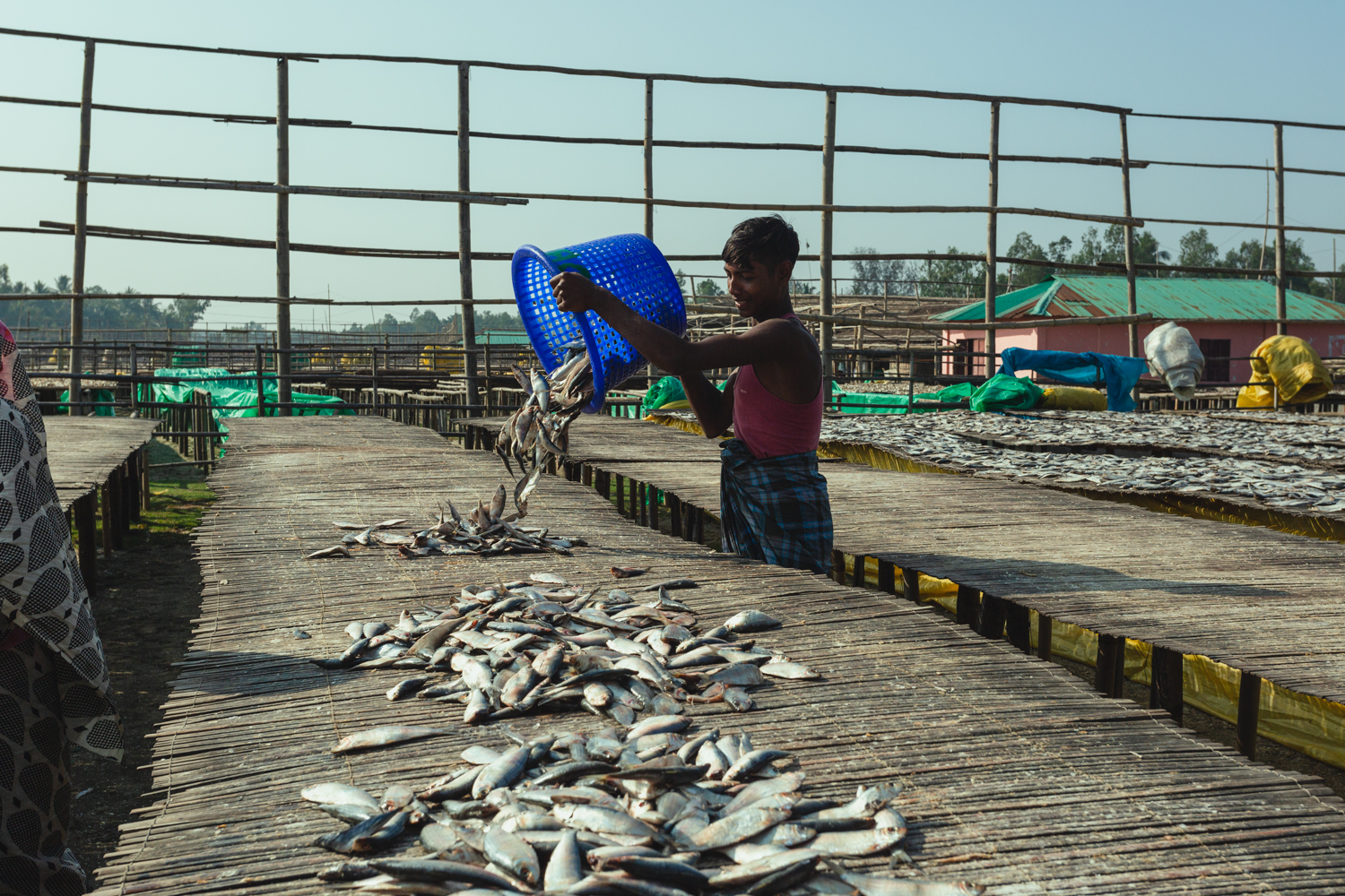 Pouring fish onto drying slabs at Dhaka - Bangladesh Dried Fish Village.