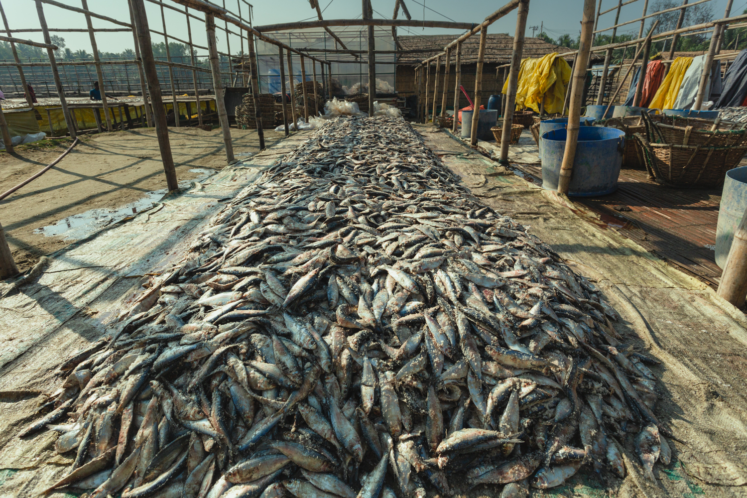 Dried fish preparation for distribution to the population in Dhaka - Bangladesh.