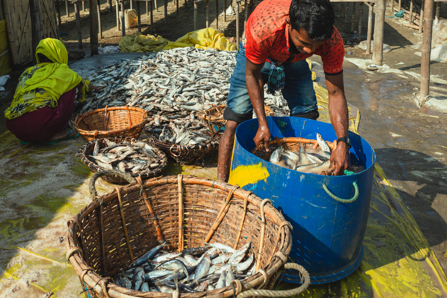 Cleaning basket of fish at Dried Fish Village processing plant in Dhaka - Bangladesh.