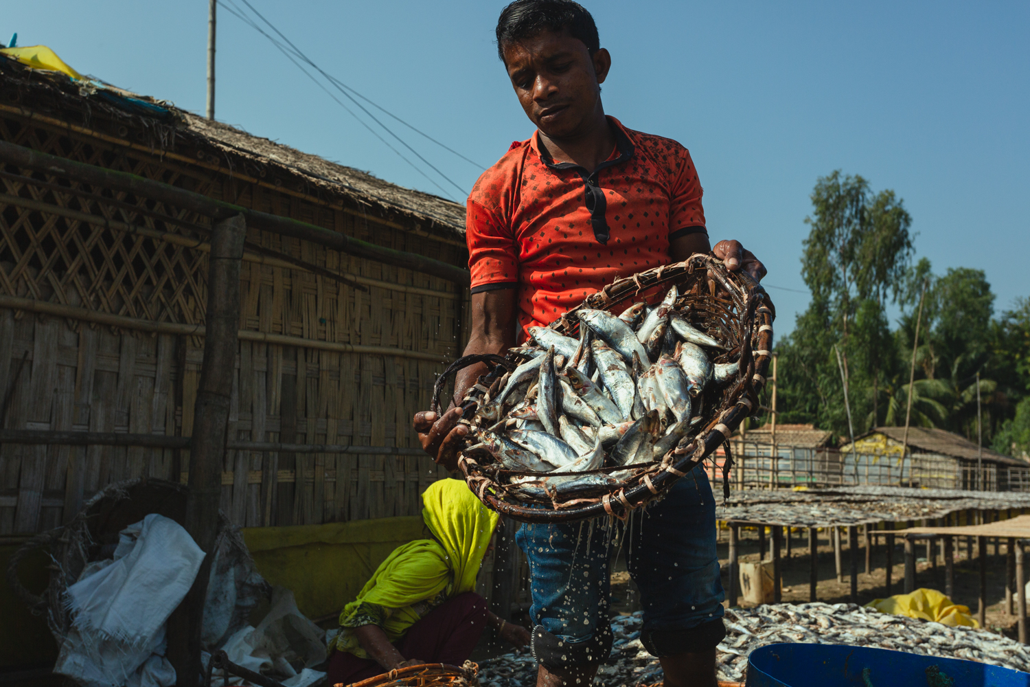 Sample of fish ready for drying at Dhaka - Bangladesh Dried Fish Village.