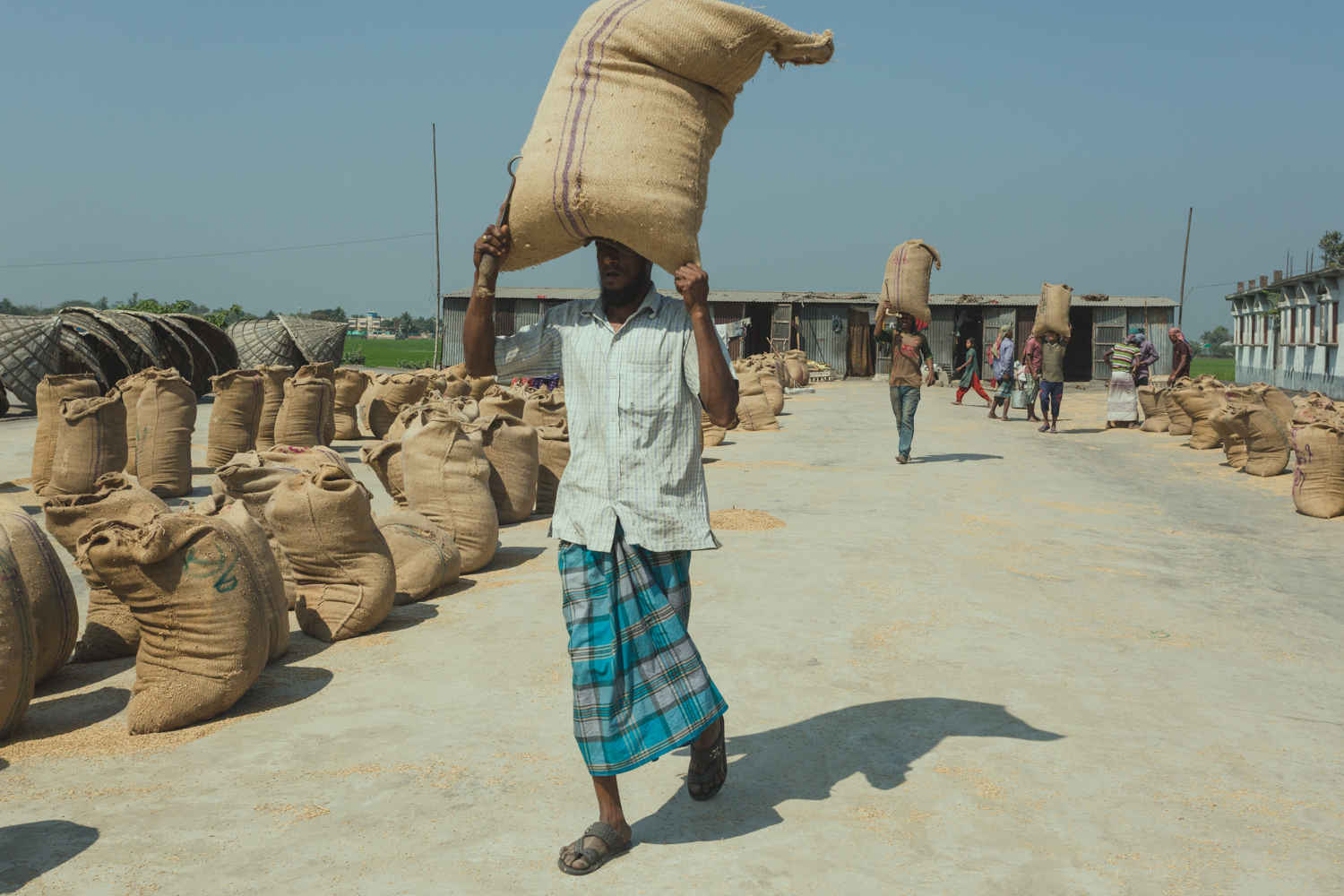 Carrying full hessian bags of rice over head at Dhaka, Bangladesh Rice Mills.