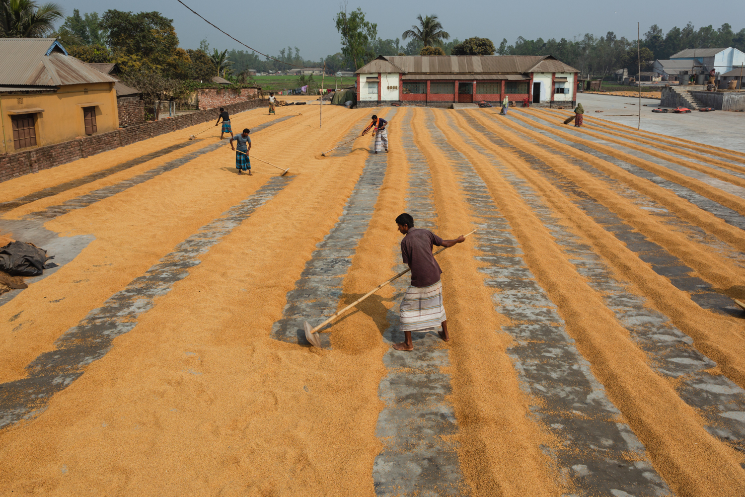 Preparing the grounds at Dhaka, Bangladesh Rice Mills.