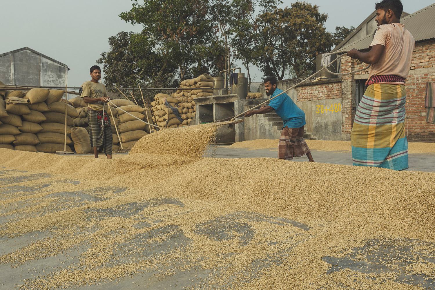 Shoveling and guiding rice into collection piles at Dhaka, Bangladesh Rice Mills.