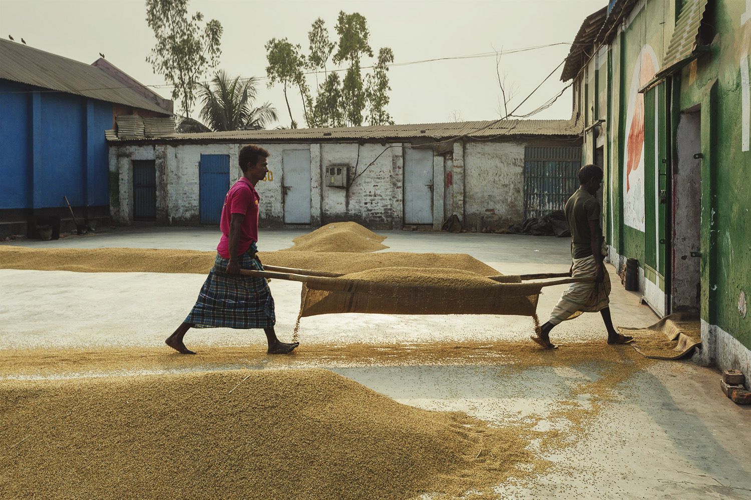 Men transporting rice inside at Dhaka, Bangladesh Rice Mills.