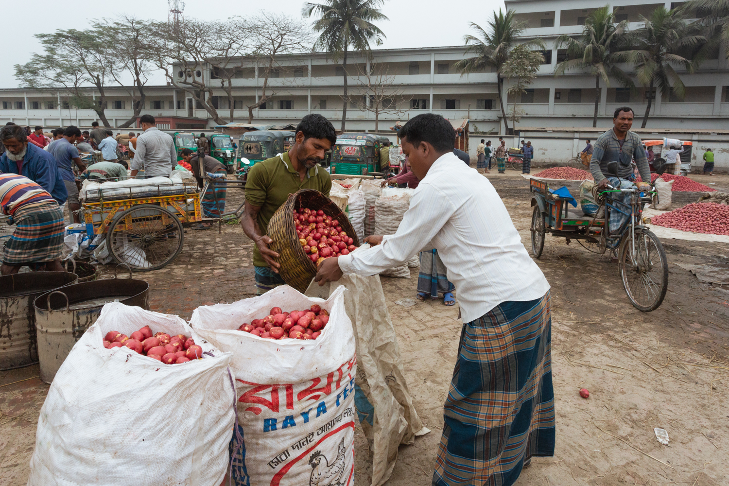 Bagging vegetables so they can be poured out for display to buyers at Dhaka, Bangladesh Vegetable Markets.