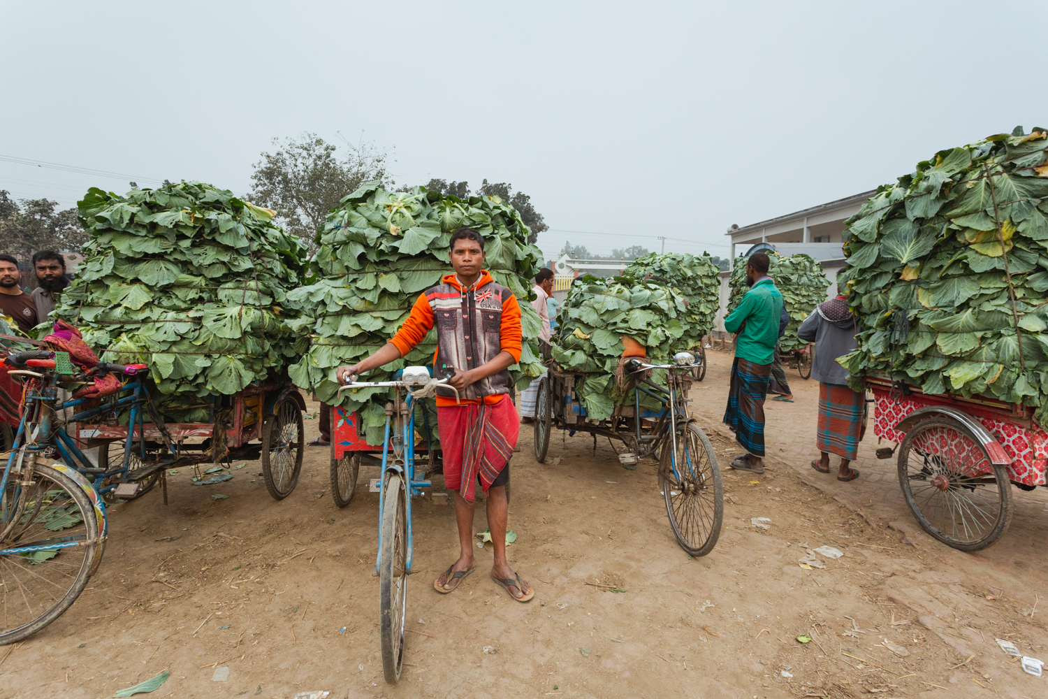 Transporting vegetables to Dhaka, Bangladesh Vegetable Market using bicycle carts.